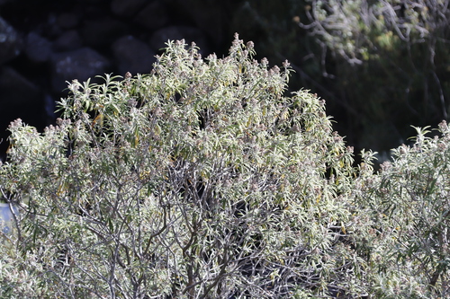 Buddleja loricata, photograph 6