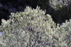 Buddleja loricata, photograph (c) Tony Rebelo, some rights reserved (CC BY-SA)