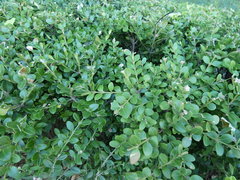 Buxus koreana