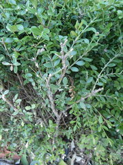 Buxus koreana