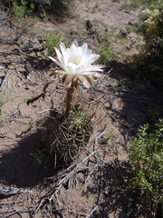 Echinopsis leucantha