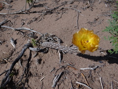 Pterocactus tuberosus