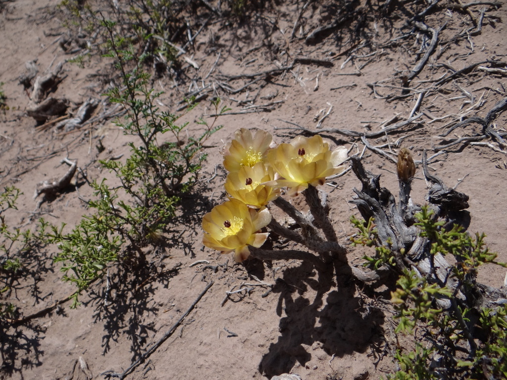 Pterocactus