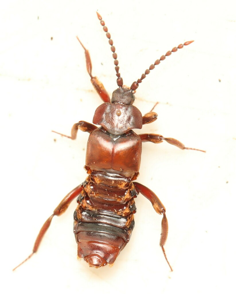 Lomechusoides