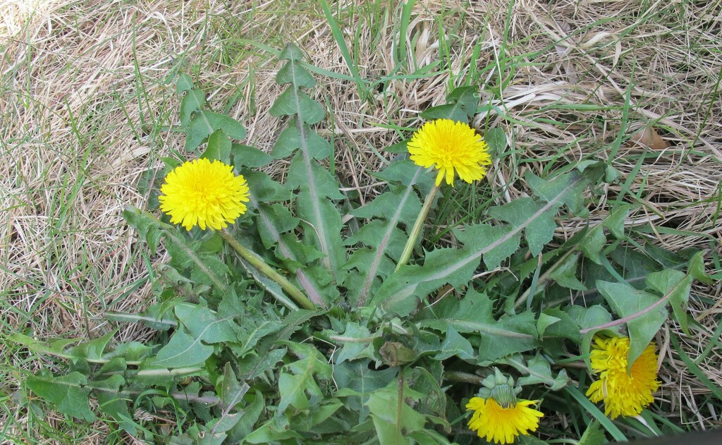 saw-leaved dandelion