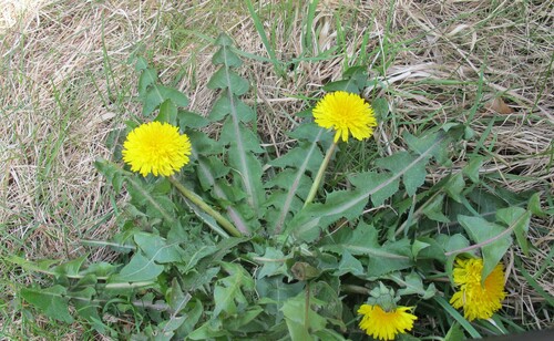 saw-leaved dandelion (Taraxacum prionum)