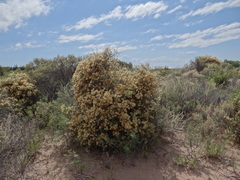 Cyclolepis genistoides
