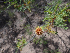 Prosopis strombulifera