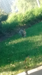 Sciurus carolinensis