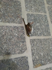 Zonotrichia albicollis