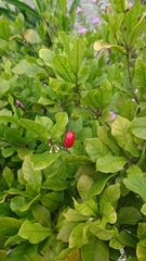 Synsepalum dulcificum