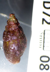 Mitrella semiconvexa