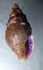 Mitrella semiconvexa