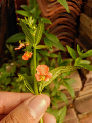 Alonsoa meridionalis