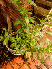 Alonsoa meridionalis