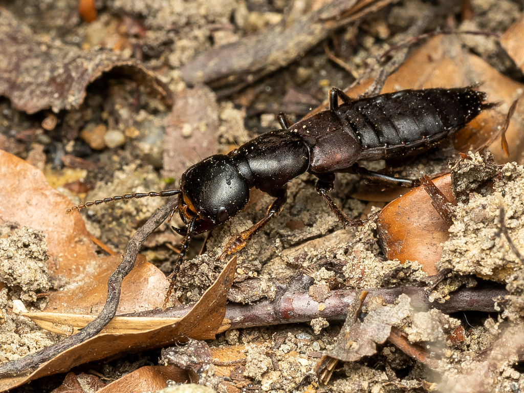 Ocypus macrocephalus