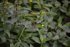 Eresia phillyra phillyra