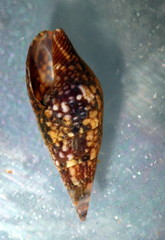 Mitrella lincolnensis image