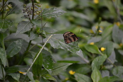 Eresia phillyra phillyra