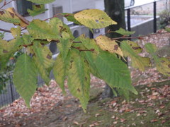 Carpinus tschonoskii