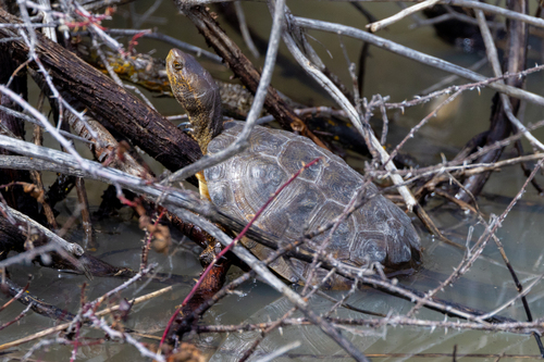 Northwestern Pond Turtle