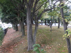 Carpinus tschonoskii