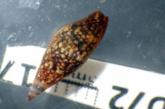 Mitrella lincolnensis