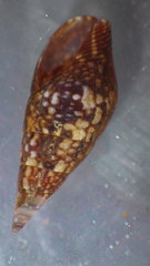 Mitrella lincolnensis