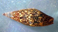 Mitrella lincolnensis