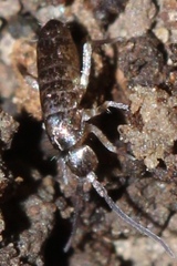 Tomocerus minor