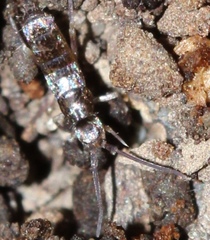 Tomocerus minor
