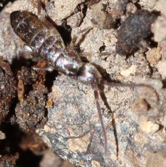 Tomocerus minor