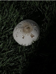 Chlorophyllum molybdites image