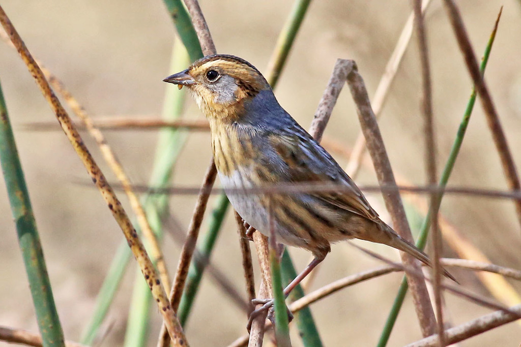Nelson's Sparrow