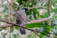 Pterorhinus chinensis