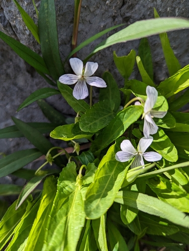 Viola patrinii iNat (1)