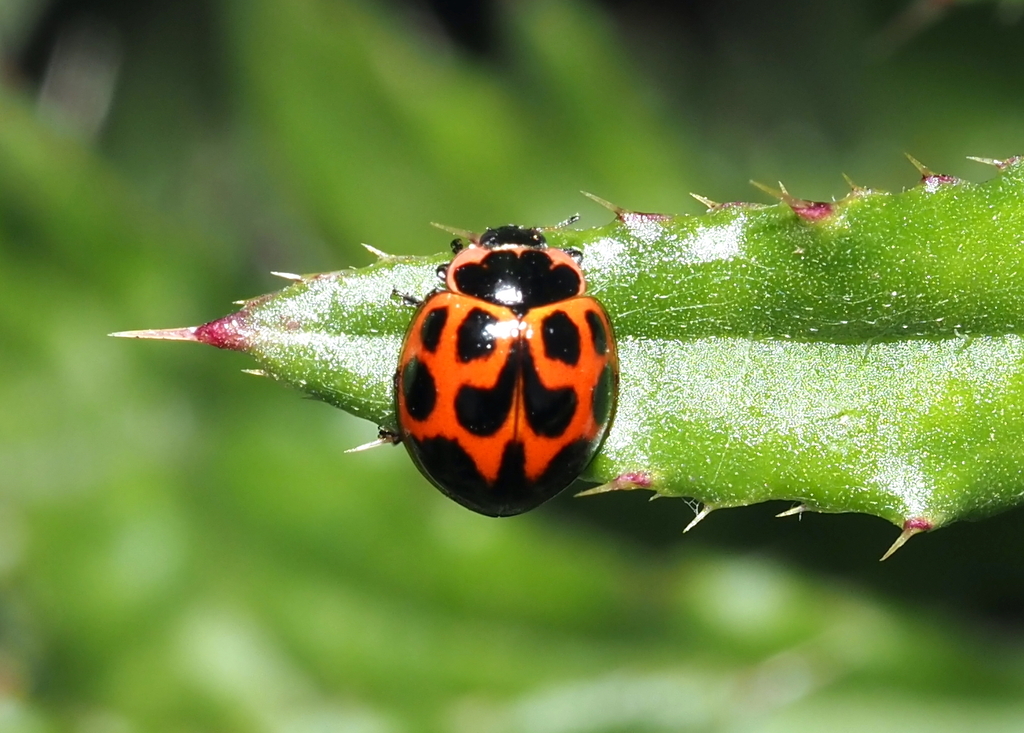 Neoharmonia venusta venusta