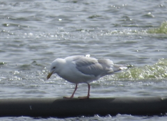 Larus argentatus image