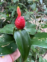 Costus woodsonii image