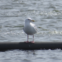 Larus argentatus image