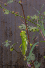 Chondracris bengalensis