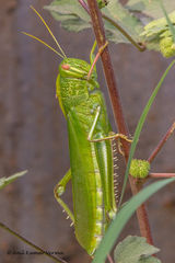 Chondracris bengalensis
