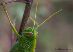 Chondracris bengalensis