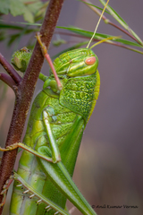 Chondracris bengalensis