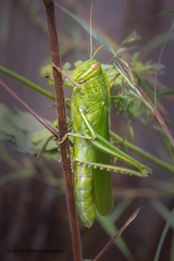 Chondracris bengalensis