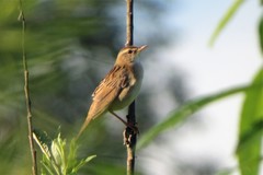 Helopsaltes certhiola