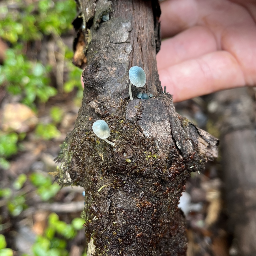 Mycena cyanocephala · April 2023 · photo: © cristianriquelme (iNaturalist, cc-by)