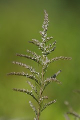 Eupatorium leptophyllum