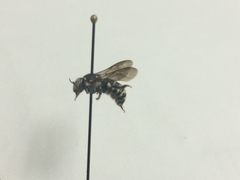 Dianthidium