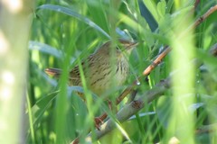 Locustella lanceolata